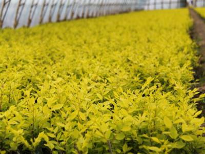 夏季種植金葉榆有哪些注意事項(xiàng)？