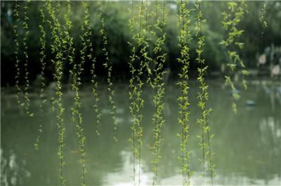 垂柳應該要怎么進行修剪？ 需要注意哪里事項？