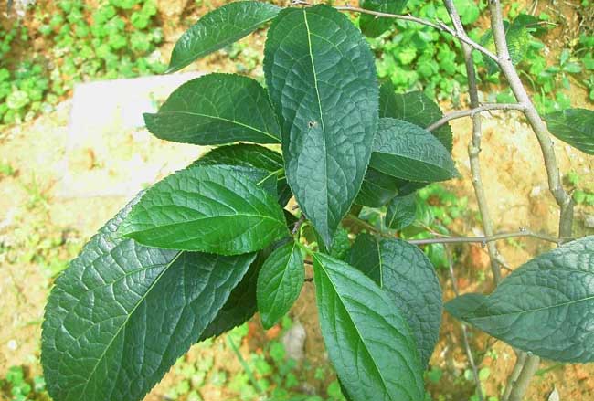 杜仲的種植養(yǎng)護技術(shù)