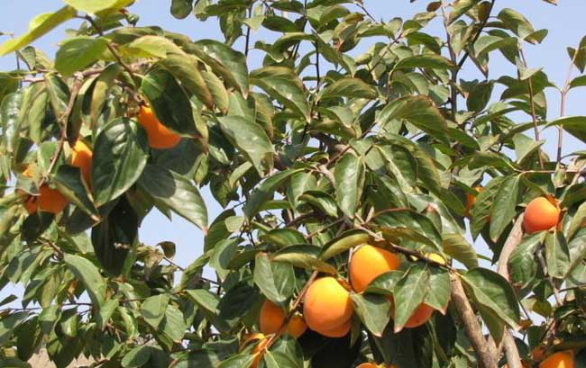 柿子樹(shù)的栽培養(yǎng)護(hù)技術(shù)