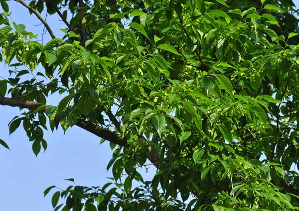 杜仲的種植養(yǎng)護技術(shù)