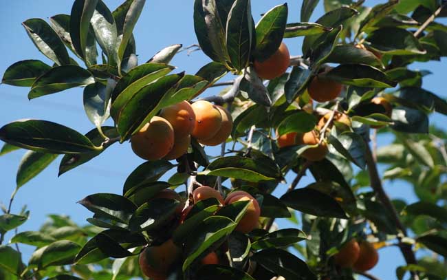 柿子樹(shù)的栽培養(yǎng)護(hù)技術(shù)