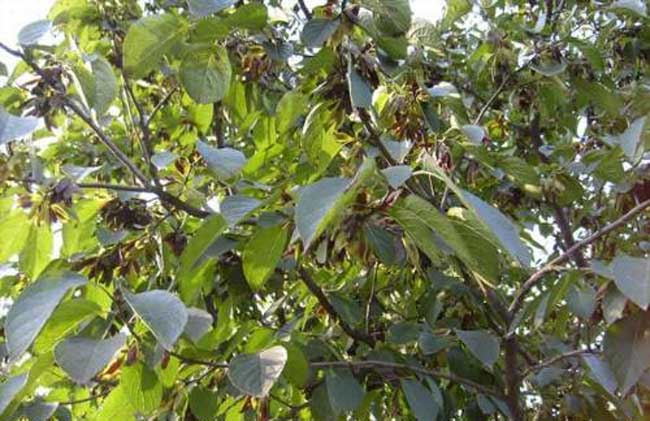 杜仲的種植養(yǎng)護技術(shù)