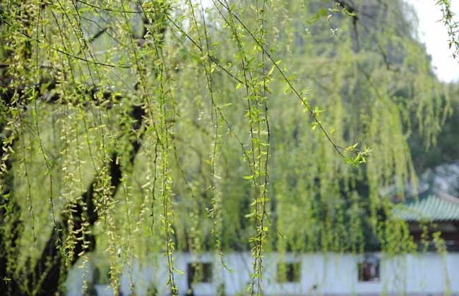 垂柳價(jià)格多少錢