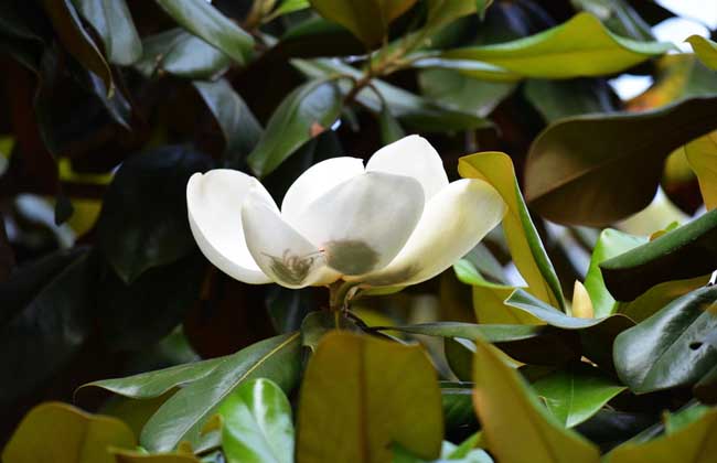 白玉蘭的養(yǎng)殖方法