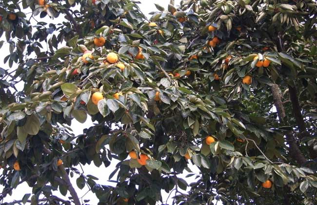 柿子樹(shù)的栽培養(yǎng)護(hù)技術(shù)