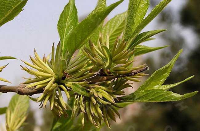 杜仲的種植養(yǎng)護技術(shù)