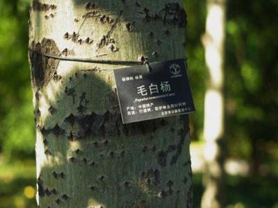 什么叫毛白楊？毛白楊有哪些特點(diǎn)？