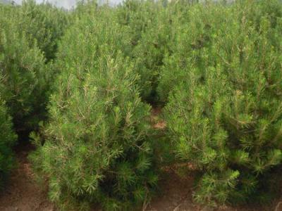 白皮松有什么用途？