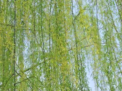 柳樹都有哪些品種？