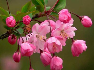 海棠四品指的是哪些品種?