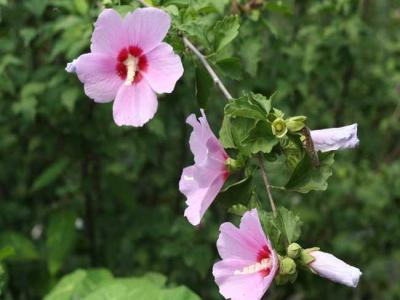 木槿都有哪些品種，花都有什么特點(diǎn)？