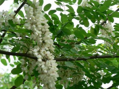 刺槐樹市場價格是多少？