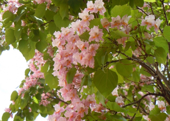 楸樹(shù)的養(yǎng)殖方法及注意事項(xiàng)