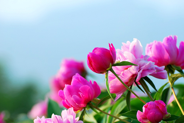 芍藥的花語(yǔ)是什么 芍藥的花語(yǔ)是什么