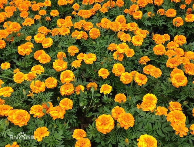 爽朗活潑的孔雀草，居然被向日葵搶去了本名！