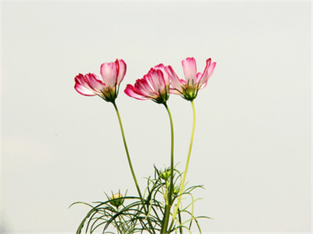 格桑花科普時間：波斯菊可以是！