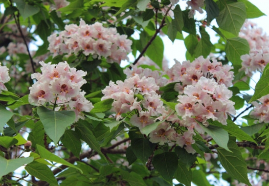 楸樹(shù)的養(yǎng)殖方法及注意事項(xiàng)