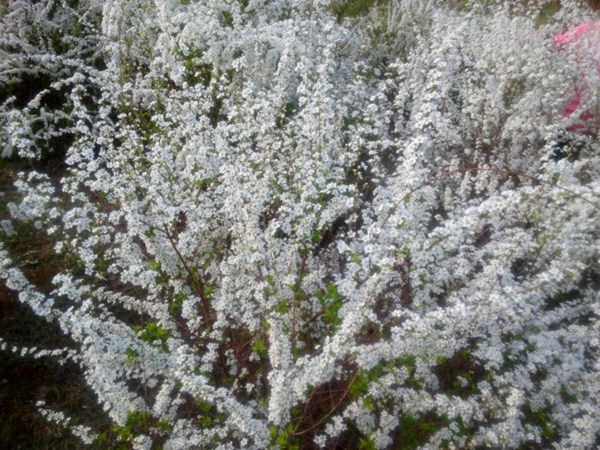 珍珠繡線菊?qǐng)D片