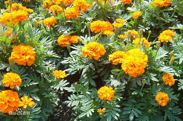 爽朗活潑的孔雀草，居然被向日葵搶去了本名！