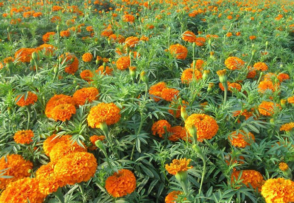 萬(wàn)壽菊?qǐng)D片