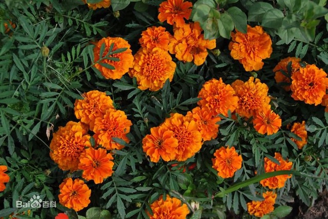 爽朗活潑的孔雀草，居然被向日葵搶去了本名！