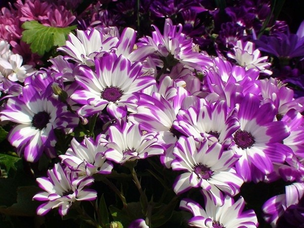 萬(wàn)壽菊?qǐng)D片