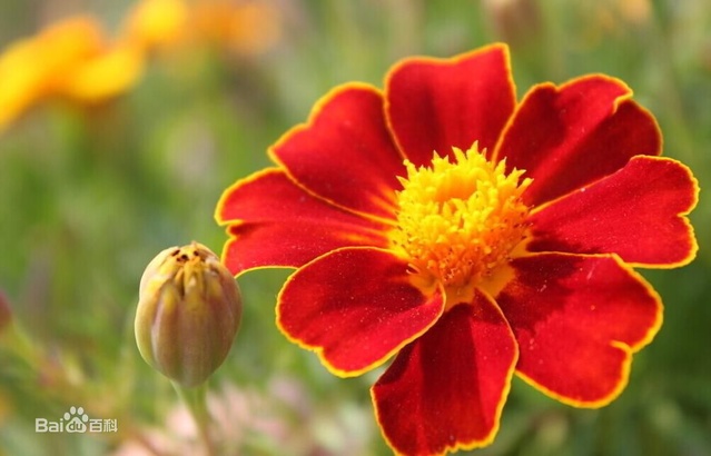 爽朗活潑的孔雀草，居然被向日葵搶去了本名！