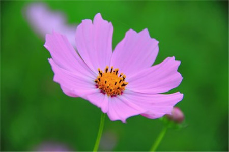 波斯菊和格?；ǖ降子惺裁磪^(qū)別