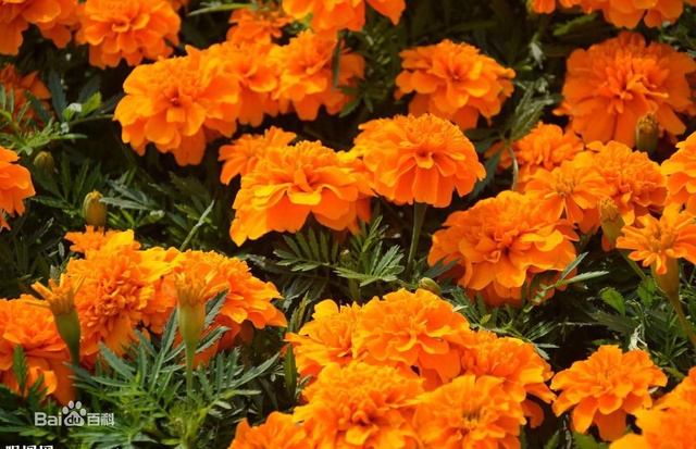 爽朗活潑的孔雀草，居然被向日葵搶去了本名！