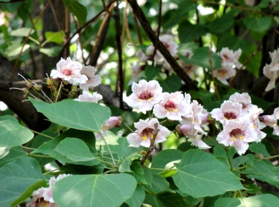 楸樹(shù)的養(yǎng)殖方法及注意事項(xiàng)