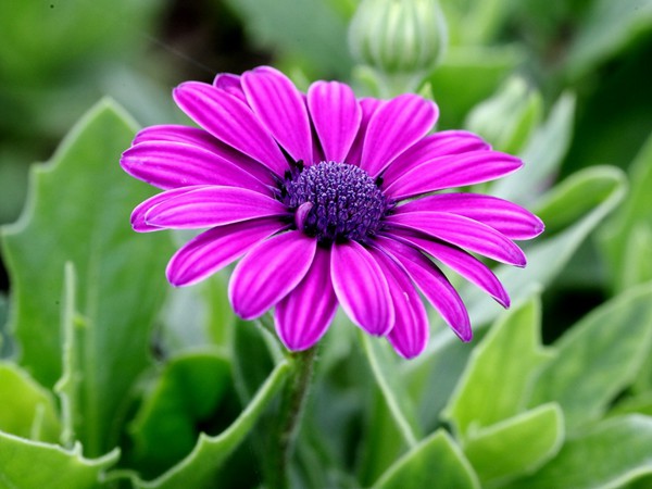 萬(wàn)壽菊?qǐng)D片