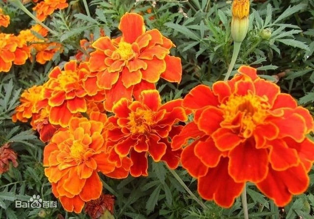 爽朗活潑的孔雀草，居然被向日葵搶去了本名！