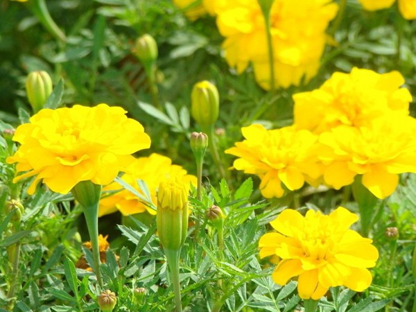 萬(wàn)壽菊?qǐng)D片