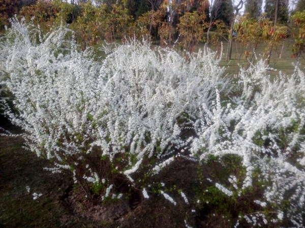 珍珠繡線菊?qǐng)D片