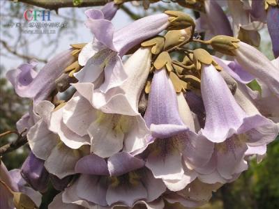 泡桐有哪些品種？