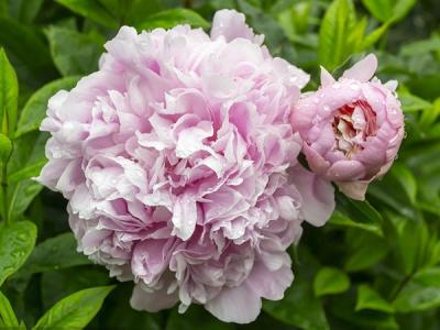 芍藥的功效與作用？