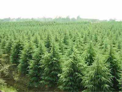 苗木行業(yè)還有“金礦”，轉對思路就能挖到