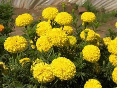 萬(wàn)壽菊的花語(yǔ)是什么？