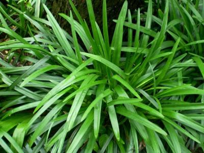 麥冬草都有哪些品種？