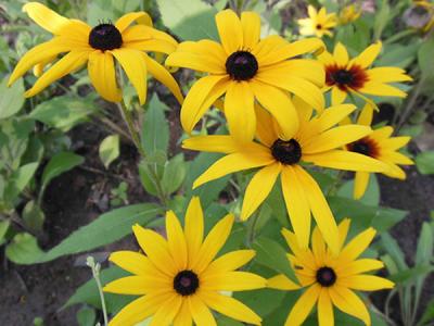  黑心菊怎么種，如何進(jìn)行修剪？