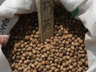 芍藥種子怎么種植？