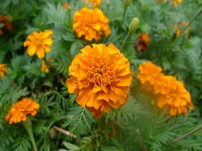 萬(wàn)壽菊與孔雀草區(qū)別