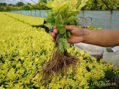 金葉榆小苗多少錢一棵，最新價格是多少？