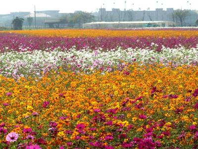 波斯菊的花語(yǔ)是什么?