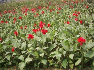 美人蕉品種有哪些？