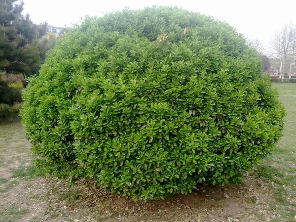 大葉黃楊球圖片