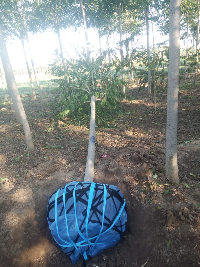 工人們正在起挖千頭椿