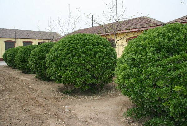 大葉黃楊球圖片