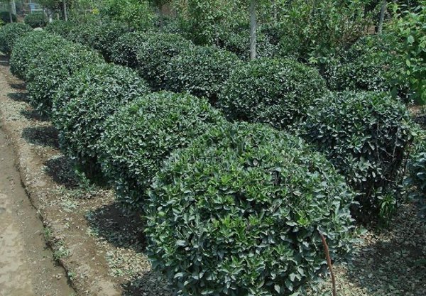 大葉黃楊球圖片